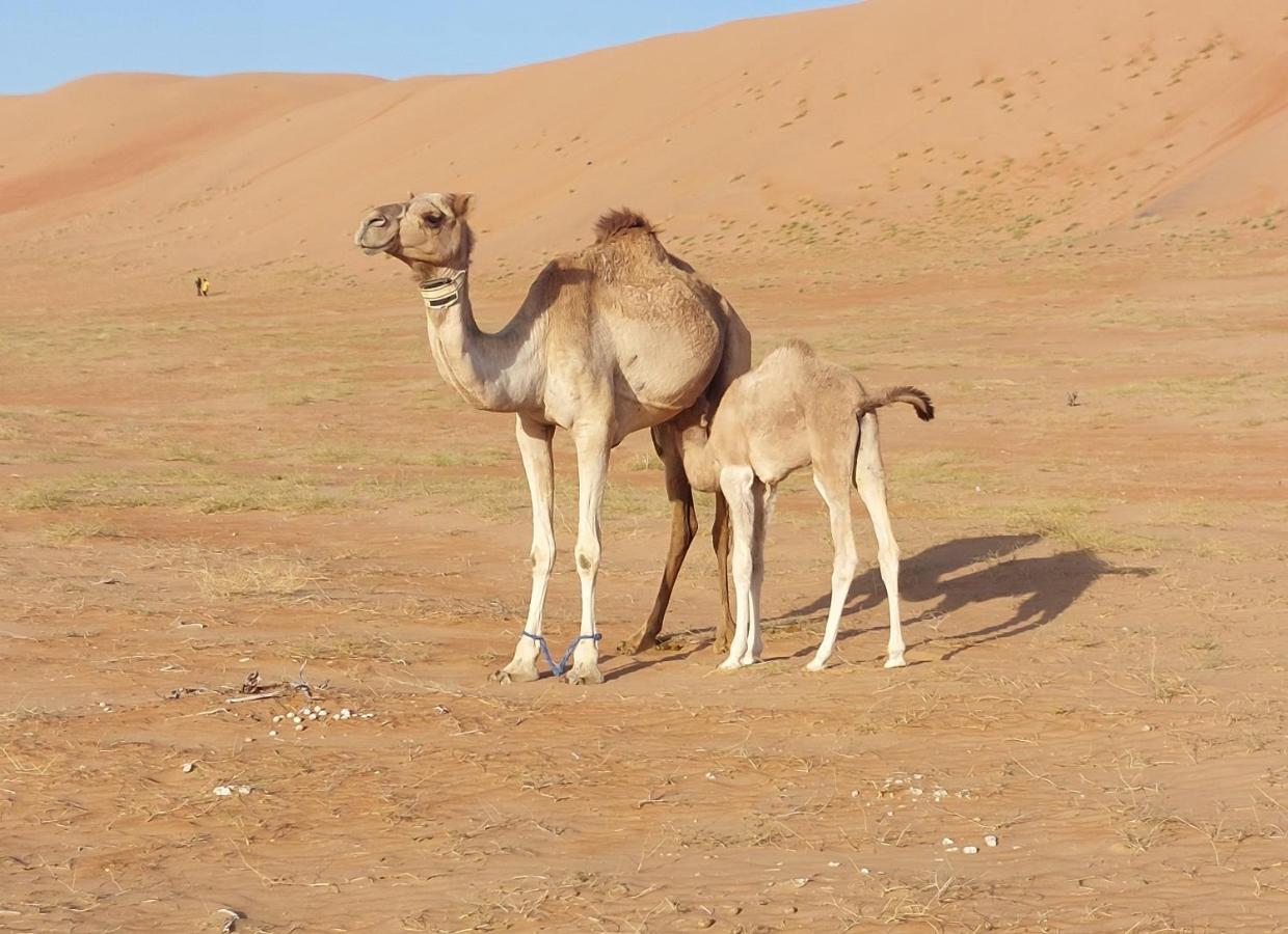 Delight Desert Camp Al Wasil Экстерьер фото